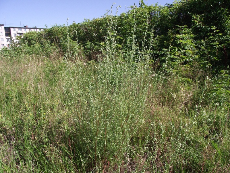 Изображение особи Artemisia campestris.