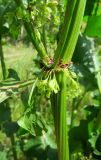 Rumex confertus