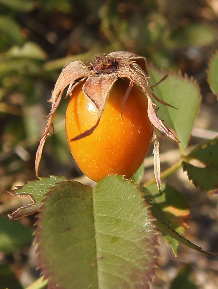 Image of genus Rosa specimen.