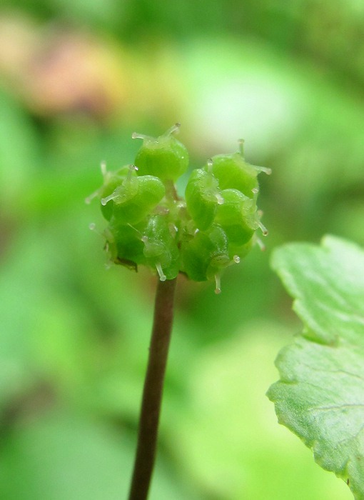 Изображение особи Hydrocotyle ramiflora.