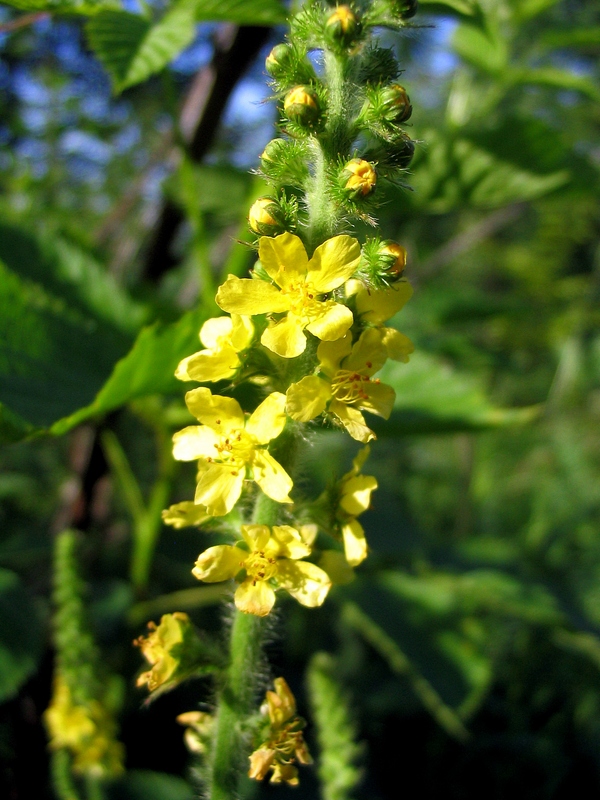 Image of Agrimonia eupatoria specimen.