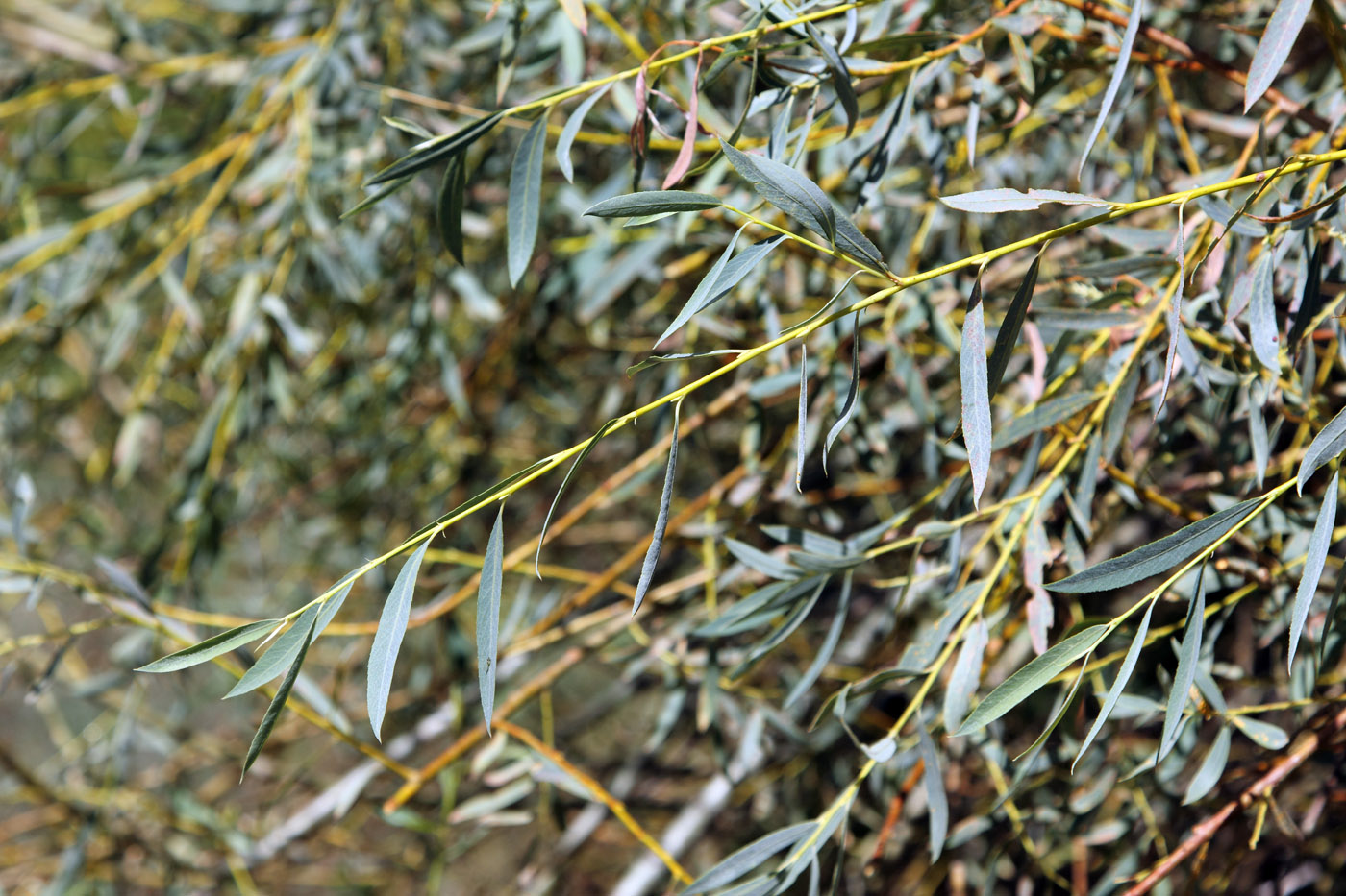 Image of Salix niedzwieckii specimen.