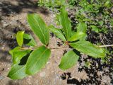 Populus suaveolens