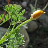 Eschscholzia californica. Верхушка побега с бутоном. Краснодарский край, Крымский р-н, окр. станицы Нижнебаканская, обочина горно-лесной дороги. 28.09.2013.