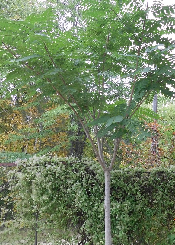 Image of Ailanthus altissima specimen.