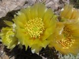 Opuntia phaeacantha разновидность camanchica