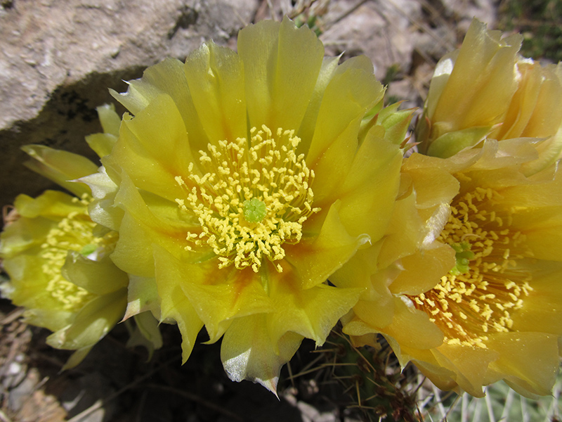 Изображение особи Opuntia phaeacantha var. camanchica.