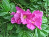 Rosa rugosa. Верхушка побега с цветками. Беларусь, Гродненская обл., Новогрудский р-н, Брольникский сельсовет, дер. Рутка-2. 05.08.2013.