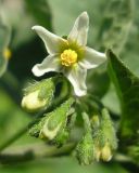 Solanum nigrum