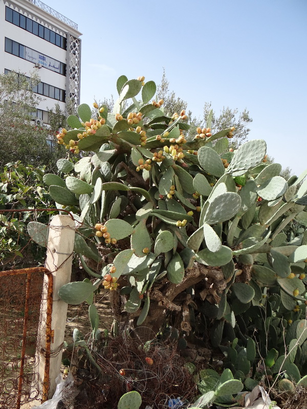 Image of Opuntia ficus-indica specimen.
