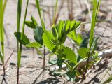 Lathyrus japonicus подвид maritimus. Растение с развивающимся соцветием. Карелия, Заонежье, мыс Клим Нос, песчаный пляж. 14.06.2012.