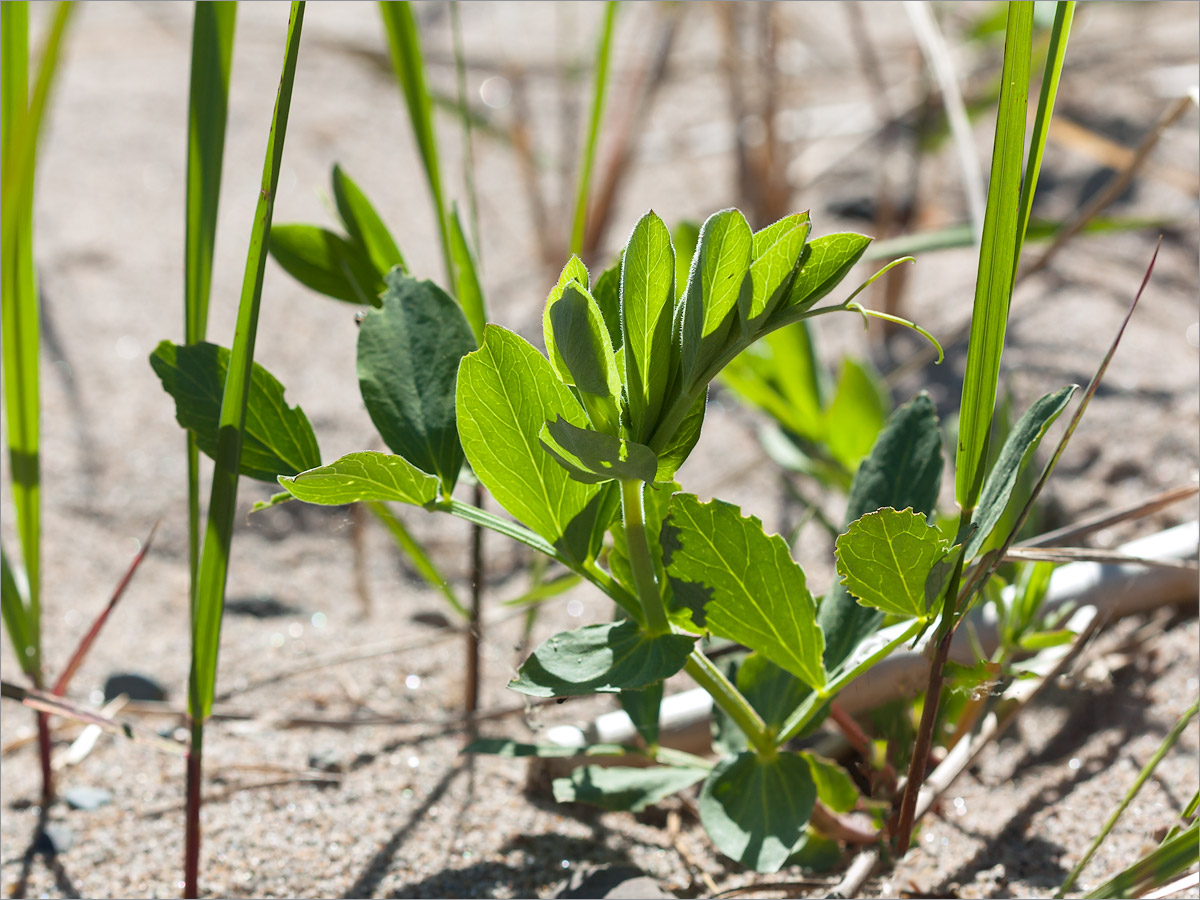 Изображение особи Lathyrus japonicus ssp. maritimus.