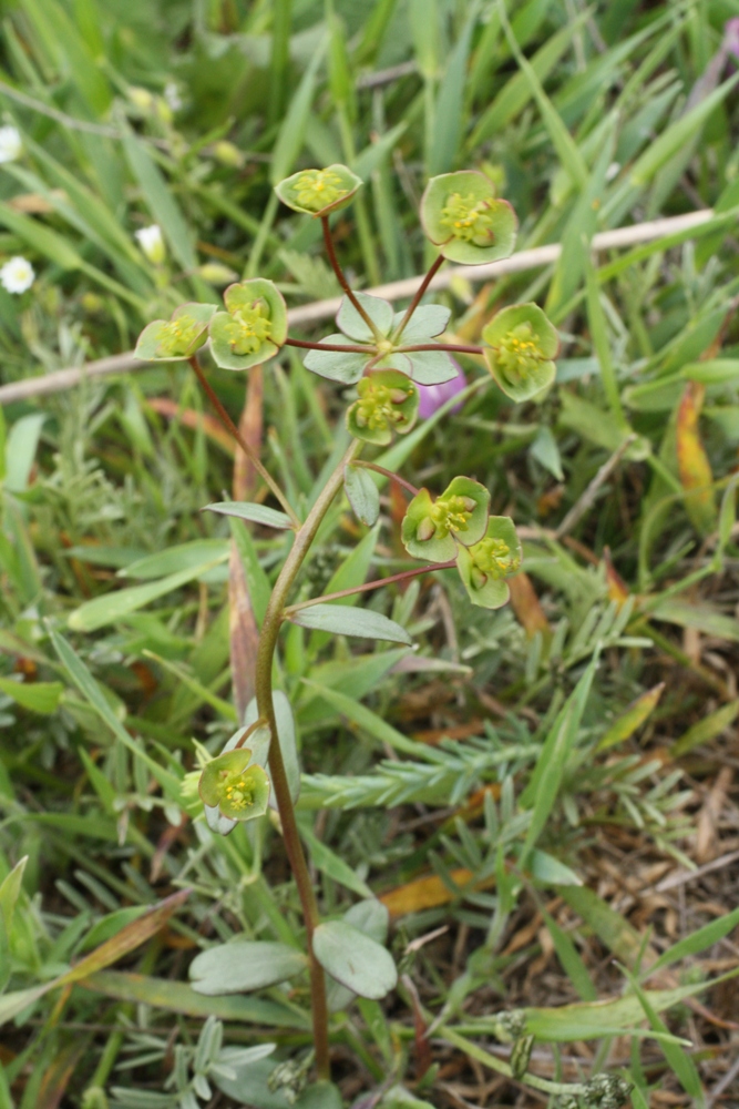 Изображение особи Euphorbia sareptana.