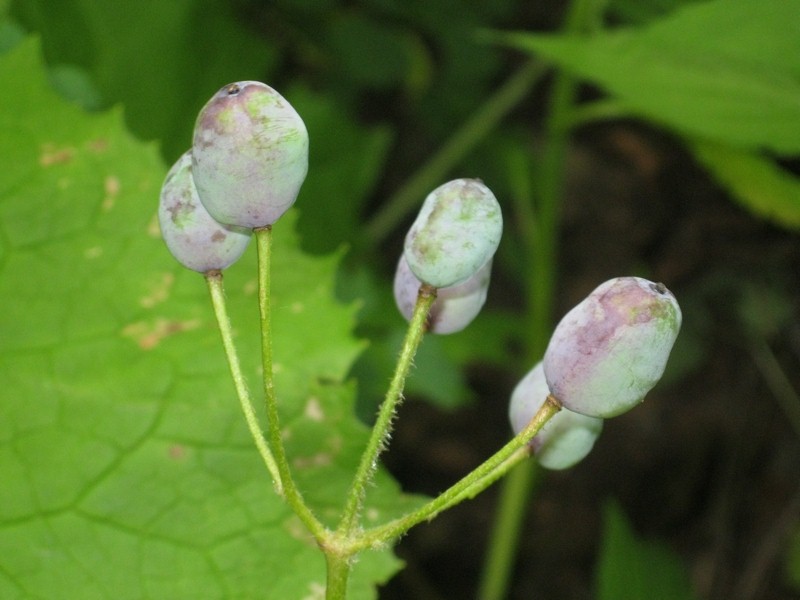 Изображение особи Diphylleia grayi.