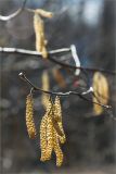 Corylus avellana. Побег с мужскими соцветиями. Ленинградская обл., Кингисеппский р-н, берег р. Хаболовка. 22.04.2012.