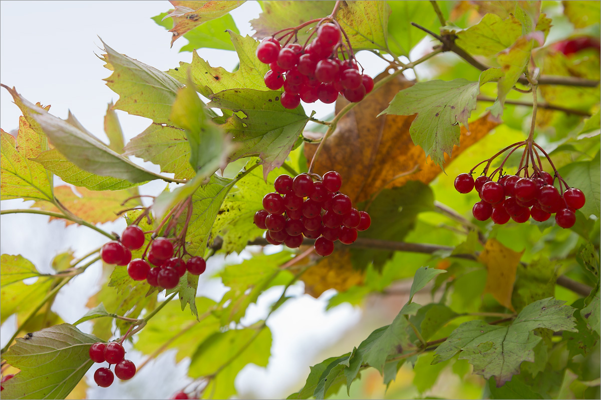 Image of Viburnum opulus specimen.