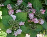 Hydrangea macrophylla