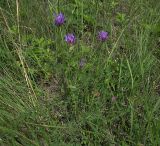Astragalus onobrychis. Цветущее растение. Белгородская обл., Губкинский р-н, запов.\"Белогорье\", \"Ямская степь\". 14 июня 2009 г.