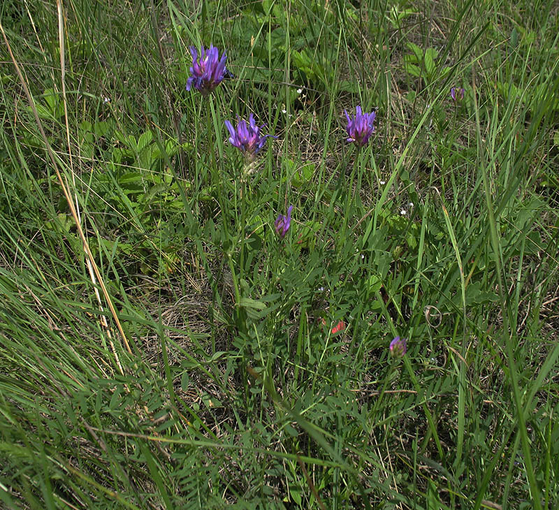 Image of Astragalus onobrychis specimen.