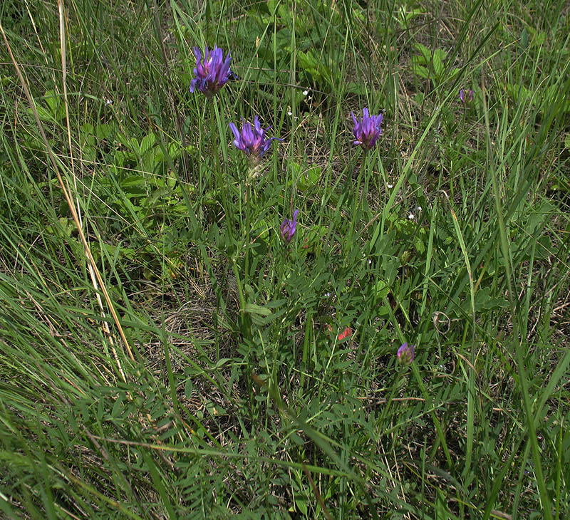 Изображение особи Astragalus onobrychis.