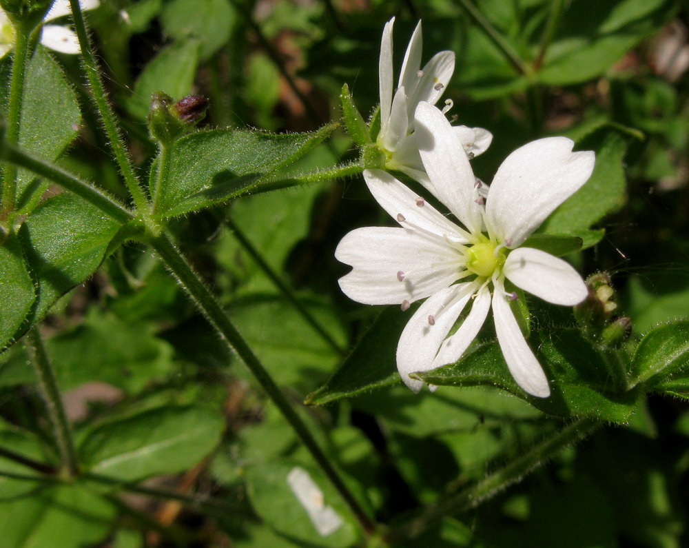 Изображение особи Stellaria zolotuchinii.