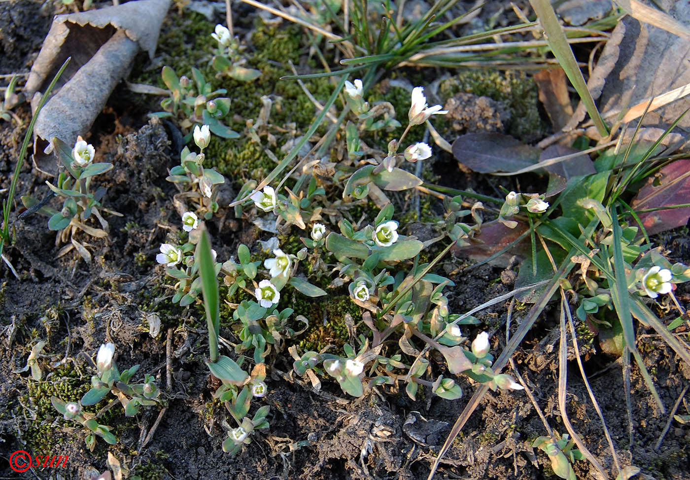 Изображение особи Holosteum umbellatum.