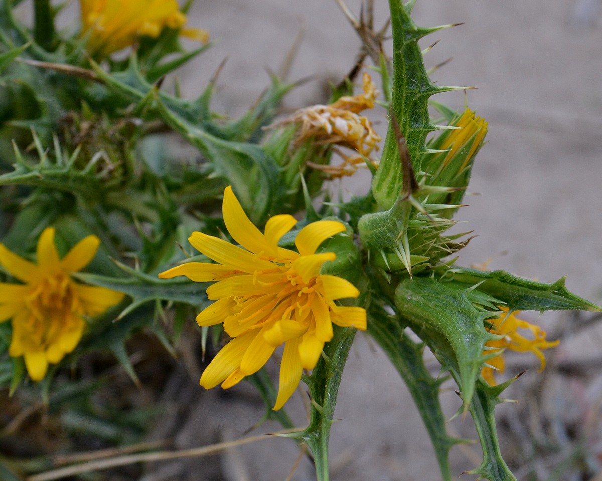 Изображение особи Scolymus hispanicus.