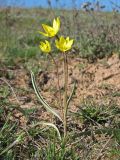 genus Tulipa