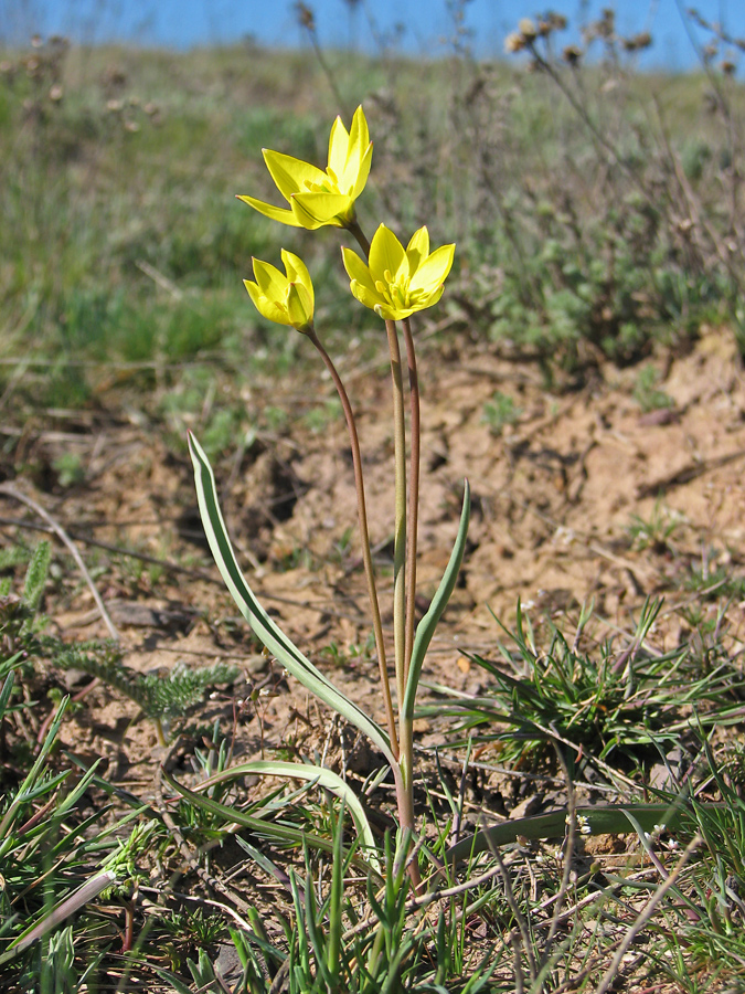 Image of genus Tulipa specimen.