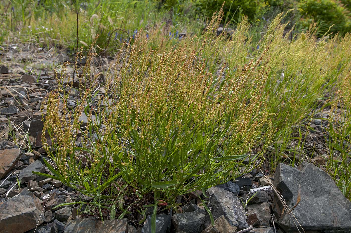 Image of Rumex acetosella specimen.