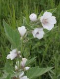 Althaea officinalis