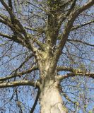 Alnus hirsuta
