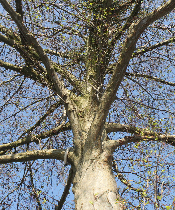 Изображение особи Alnus hirsuta.