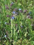 Anchusa thessala