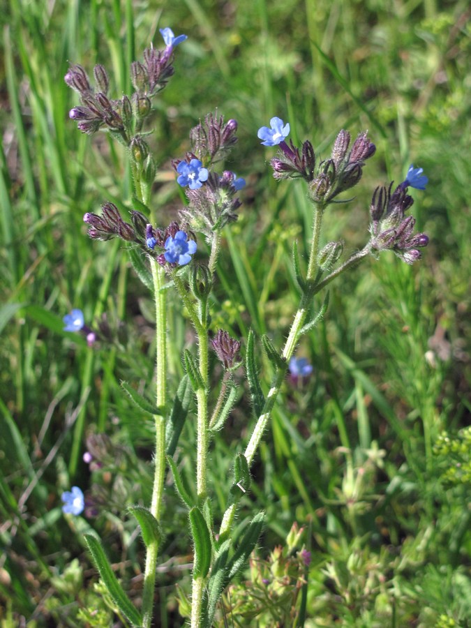 Image of Anchusa thessala specimen.