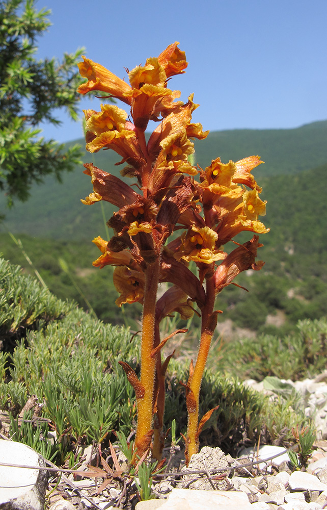 Изображение особи Orobanche alba ssp. xanthostigma.