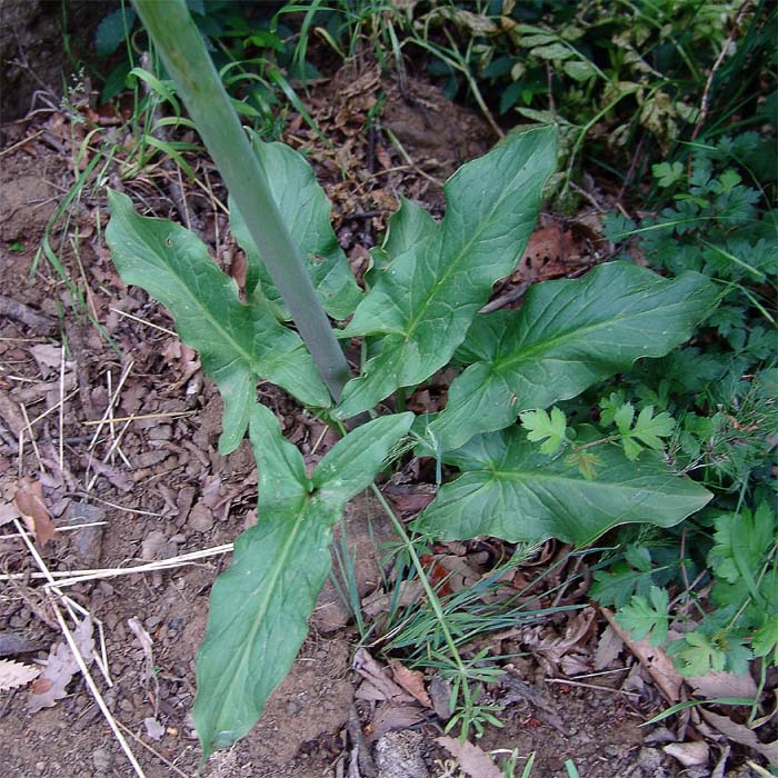 Image of Arum rupicola specimen.