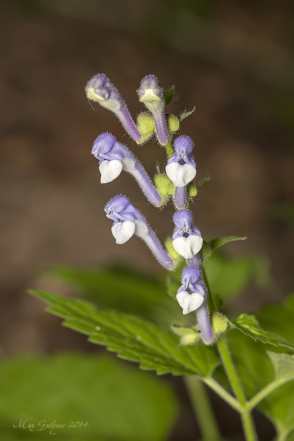 Изображение особи Scutellaria altissima.