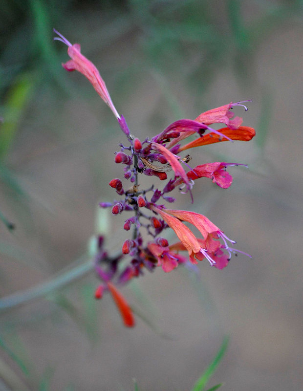 Изображение особи Agastache rupestris.