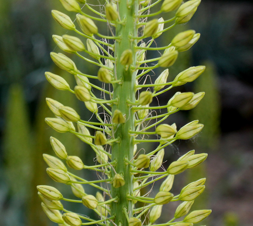 Image of Eremurus stenophyllus specimen.