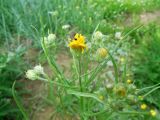 Crepis tectorum