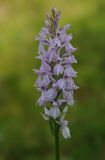 Dactylorhiza maculata. Соцветие. Тверская обл., Пеновский р-н, заболоченный берег лесного озера. 11.07.2009.