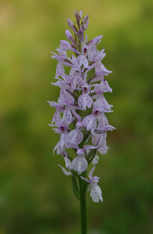 Изображение особи Dactylorhiza maculata.
