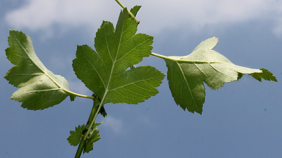 Изображение особи Crataegus rhipidophylla.