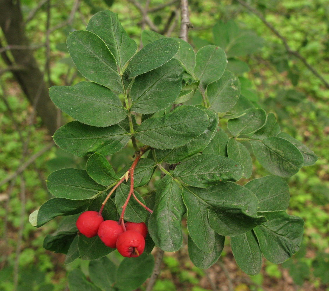 Image of &times; Sorbocotoneaster pozdnjakovii specimen.