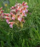 Pedicularis condensata