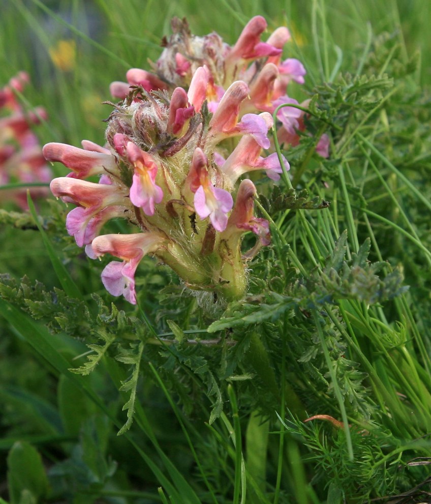 Изображение особи Pedicularis condensata.