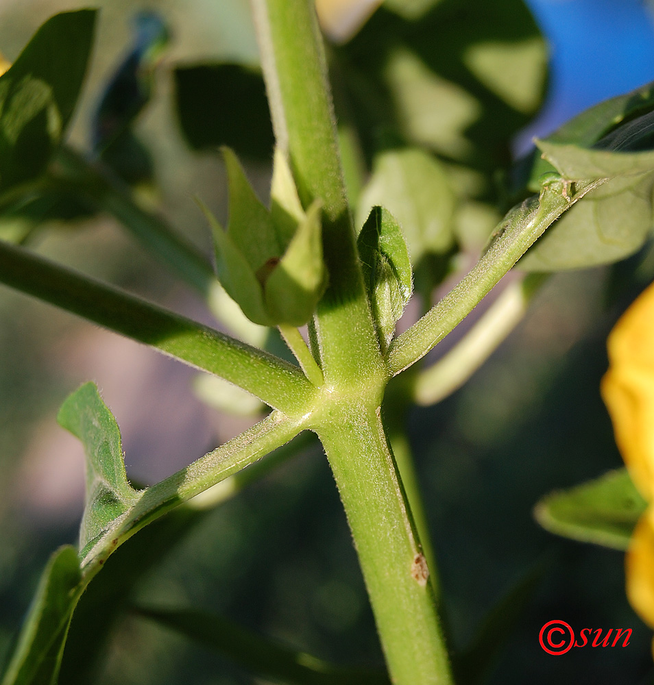Image of Mirabilis jalapa specimen.