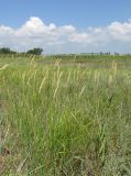 Calamagrostis glomerata