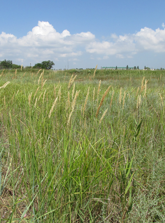 Image of Calamagrostis glomerata specimen.